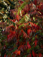 Fototapeta premium red,green and orange leaves of Sumac tree at autumn