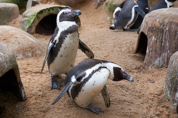 close up of two penguin spheniscus demersus