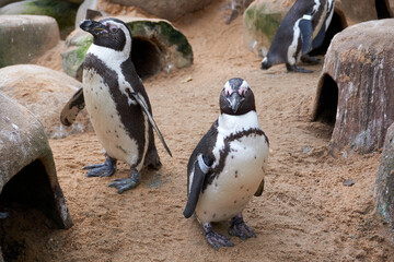 close up of two penguin spheniscus demersus