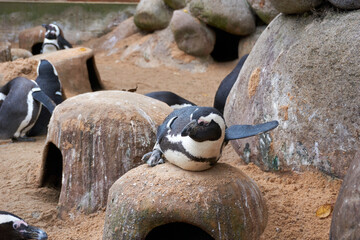 penguin spheniscus demersus lying on his cave