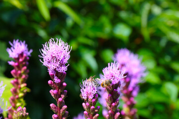 Young flowering field plants bloom in the spring.