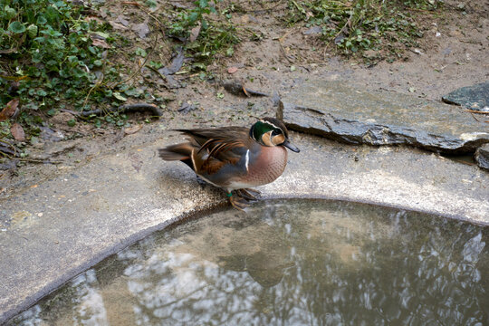 beautiful mandarin duck standing near a pond
