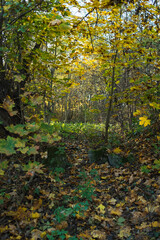 Beautiful Forest in Fall Season, Autumn Season Background Photography, Natural Background,