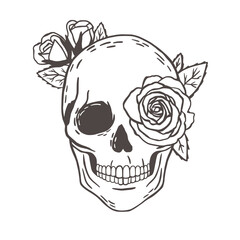 A human skulls with roses on white background