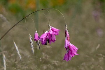 Closeup of flowers of Angel's Fishing Rod (Dierama pulcherrimum) in summer
