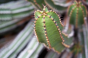close up of a green cactus