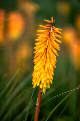 Close up of flower of Kniphofia 'Bees' Sunset'  in summer