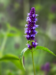 Close up of a flower Agastache 'Blackadder' against a green background