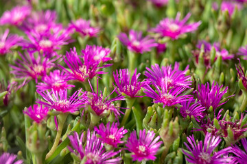 Flowers of Delosperma cooperi in a garden border in summer