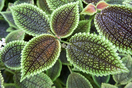 Inaequalis Bilder Durchsuchen 100 Archivfotos, und