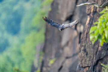 Peregrine Falcon Leap of Faith