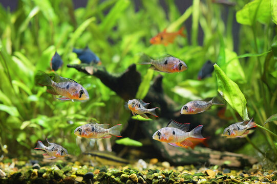 A group of Bolivian rams (Mikrogeophagus altispinosus) facing each other in an aquarium
