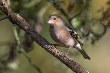 Chaffinch male