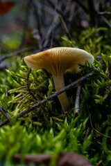 Mushrooms in the forest up close