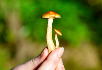 mushrooms in the forest
