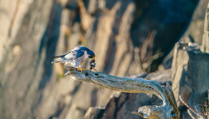 Peregrine Falcon with Prey