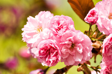 Close up of pink cherry flowers