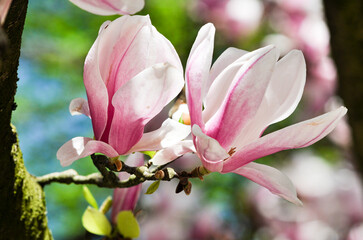 magnolia tree blossom