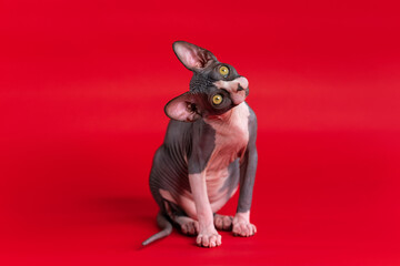 Pretty yellow eyed Sphynx Hairless female kitten with wrinkled skin of black and white color sitting on deep red background and looking up with curiosity, turning his head sideways. Studio shot.