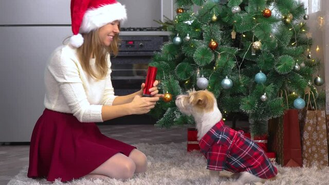 A girl in a cap explodes a clapperboard with a dog in a red shirt under a Christmas tree in the kitchen.