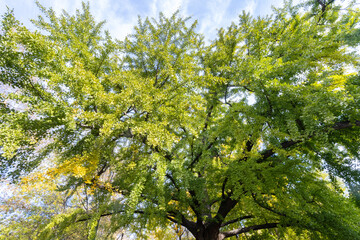 full green foliage of the great Gingko Tree in Isham park, New York, against a blue, cloudy sky, in early fall, autumn