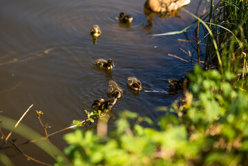A large mother duck, ducklings rest on the shore of the reservoir and swim.