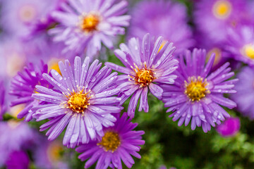 Fototapeta premium Aster dumosus (Symphyotrichum dumosum,Bushy aster)with water drops macro photography.Japanese aster or Kalimeris incisa flowers.wallpaper with lilac aster flowers.Wet lilac flowers background.