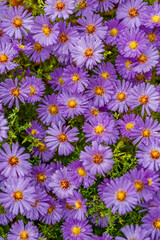 Aster dumosus (Symphyotrichum dumosum,Bushy aster)with water drops macro photography.Japanese aster or Kalimeris incisa flowers.wallpaper with lilac aster flowers.Wet lilac flowers background.