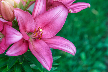 Pink lily flower.Closeup of lily spring flowers. Beautiful lily flower in lily flower garden. Flowers, petals, stamens and pistils of large lilies on a flower bed.Spring flowers of lily.