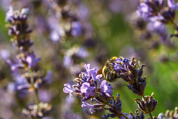 Bumblebee feeding on a lavender flower. A closeup shot of a bumblebee (Bombus) on purple lavender flower with a blurred background.