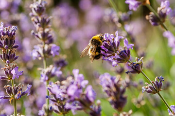 Bumblebee feeding on a lavender flower. A closeup shot of a bumblebee (Bombus) on purple lavender flower with a blurred background.