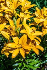 Close up of Yellow lily flower. Hemerocallis also called Lemon Lily, Yellow Daylily, Hemerocallis flava. Yellow lily flower, known as Lilium parryi, beautiful.