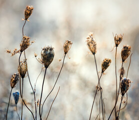 Jesienne Piękno Polnych Roślin