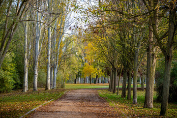 naturaleza en otoño con arboles y hojas