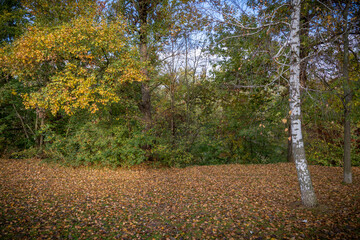 naturaleza en otoño con arboles y hojas