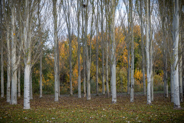 naturaleza en otoño con arboles y hojas