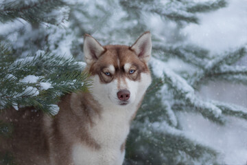 siberian husky dog in snow