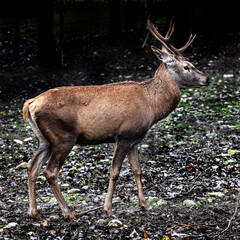 European red deer male. Latin name - Cervus elaphus hippelaphus	