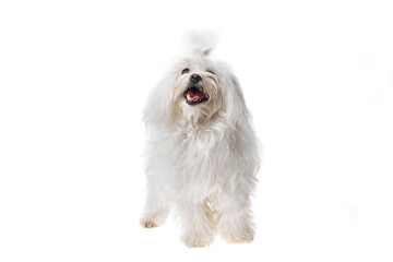 Beautiful and cute white bichon maltese dog over isolated background. Studio shoot of purebreed...