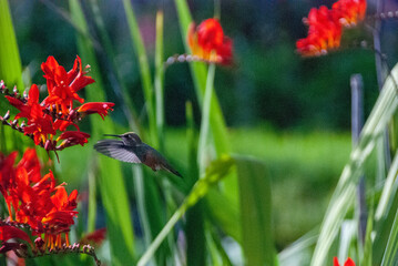 hummingbird on a flower