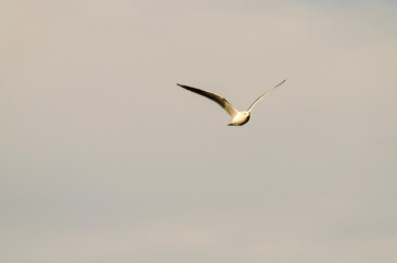 seagull in flight