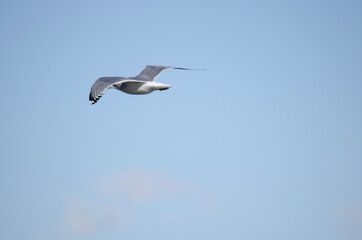 seagull in flight