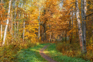 View of the city park.