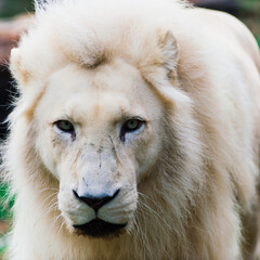 Closeup beautiful portrait of an African Lion.