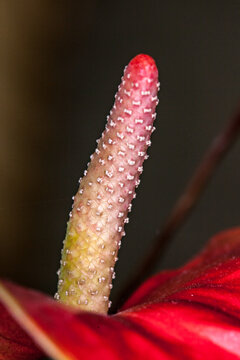 Allassac (Corr&egrave;ze, France) - Vue macroscopique d'un anthurium rouge et son spadice