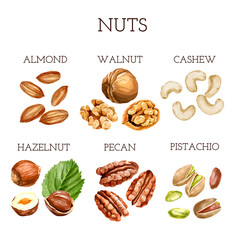 Watercolor nut collection. different types of nuts with names - obrazy, fototapety, plakaty