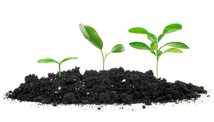 Three small green plants of citrus fruit in a mound of soil on a white background. Spring green plants - concept of growing.