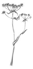 St. John wort plant. Hand drawn hypericum flower