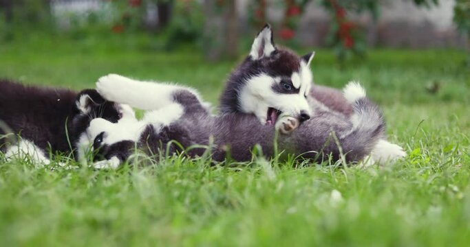 Adorable husky puppies playing in the garden. Funny puppies play outdoors