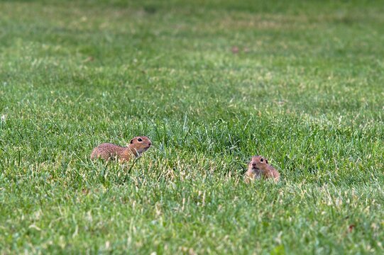 Susły moręgowane pośr&oacute;d trawy (Spermophilus citellus) 